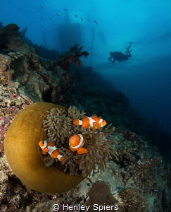 Nemo spotting as the sun starts to go down in Moalboal, P... by Henley Spiers 